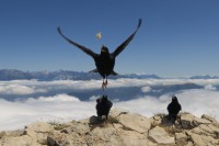 /album/oiseaux/pic-st-michel-29-07-2019-35-jpg/